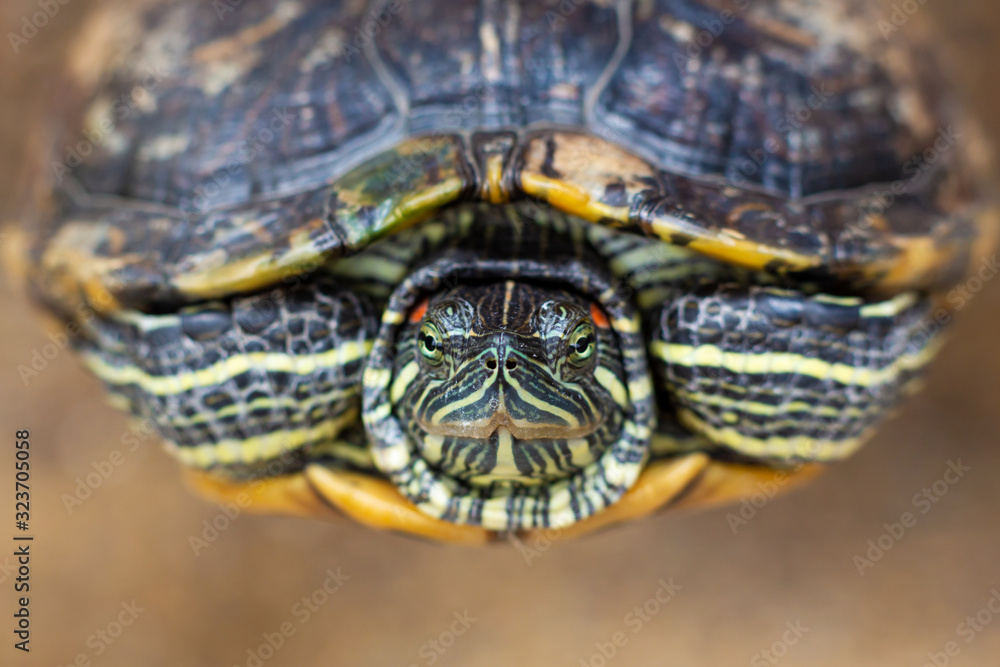 Red Eared Terrapin - Trachemys scripta elegans. Red eared slider turtle in the summer sunlight