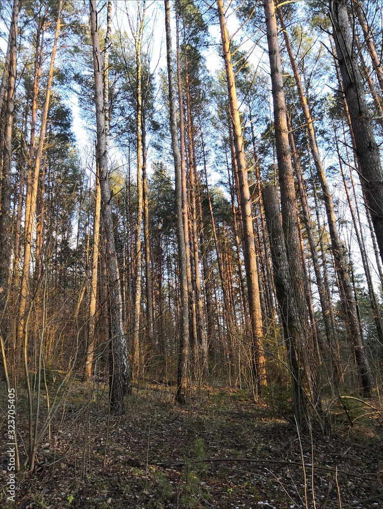 trees in forest trees in forest