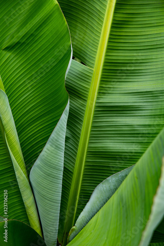 green leaves background wallpaper