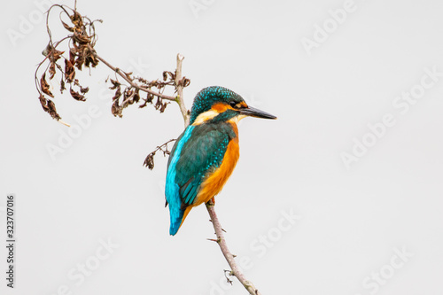 Common Kingfisher Perched on Branch. (Alcedo atthis)