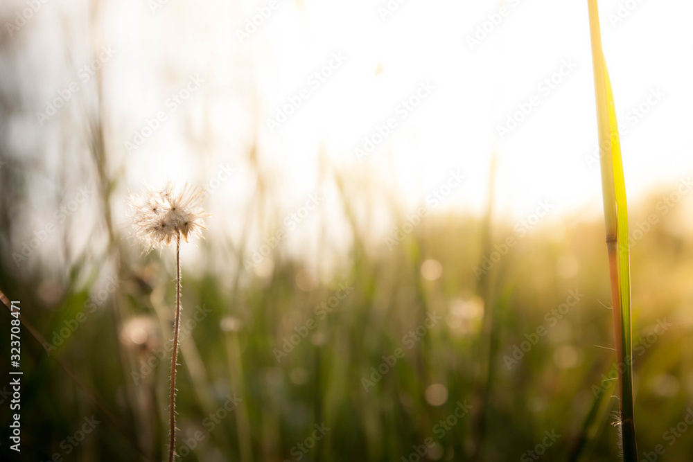 The flowers on a beautiful green and yellow tone color, Blurred gentle sunlight without the sky background. Floral in frorest , free space for text. Romantic soft gentle artistic from nature image. The flowers on a beautiful green and yellow tone color, Blurred gentle sunlight without the sky background. Floral in frorest , free space for text. Romantic soft gentle artistic from nature image.