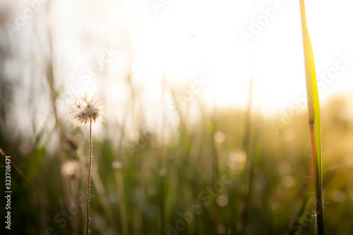 The flowers on a beautiful green and yellow tone color, Blurred gentle sunlight without the sky background. Floral in frorest , free space for text. Romantic soft gentle artistic from nature image. photo