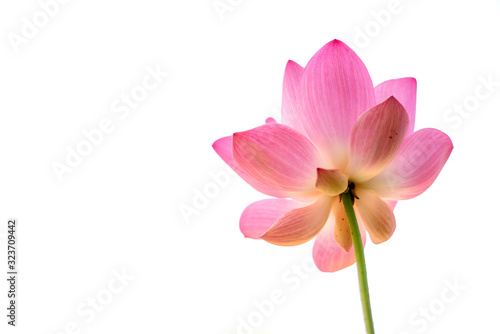 Pink lotus flower separating with white background