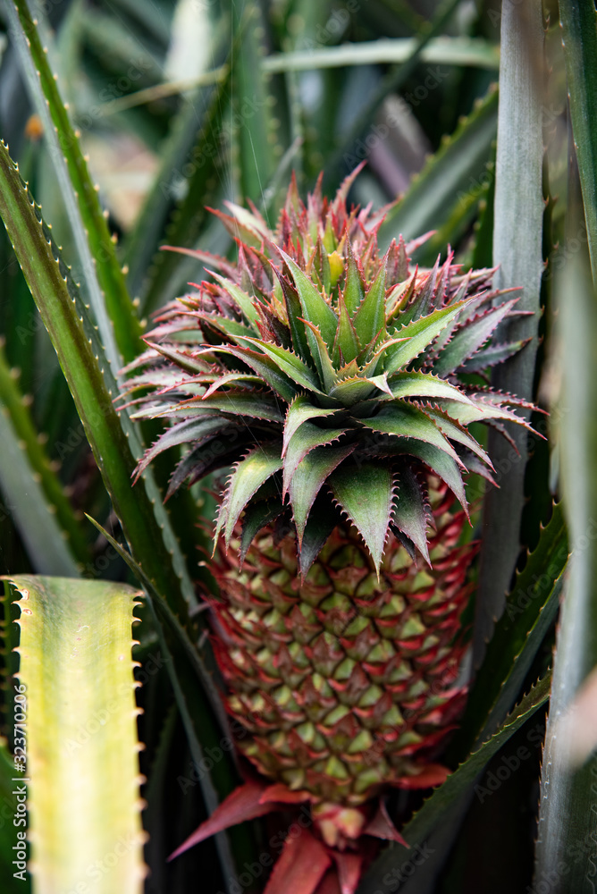 Obraz premium pineapple on a green background
