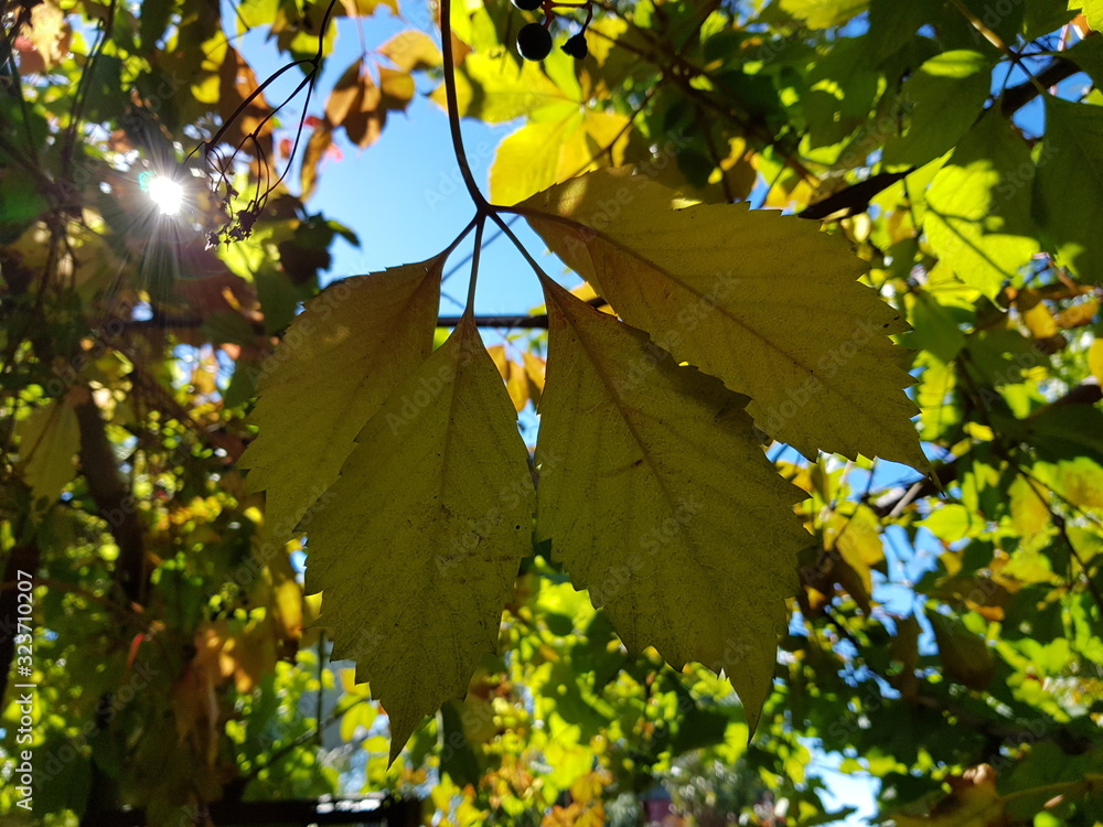 Obraz premium Vine leaves in the vineyard and sun rays