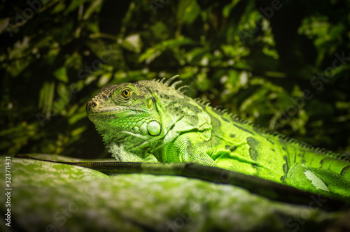 Green iguana on the branch