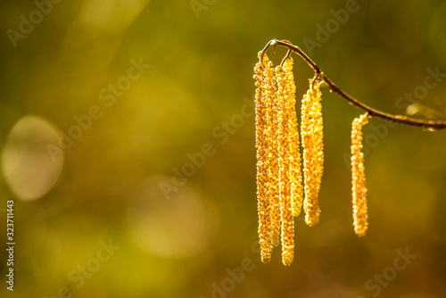 Hazelnut bloom in winter in Germany with blurred background photo