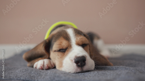 Vászonkép Sleepy sweet hound beagle lying down rest on chin on the floor at home