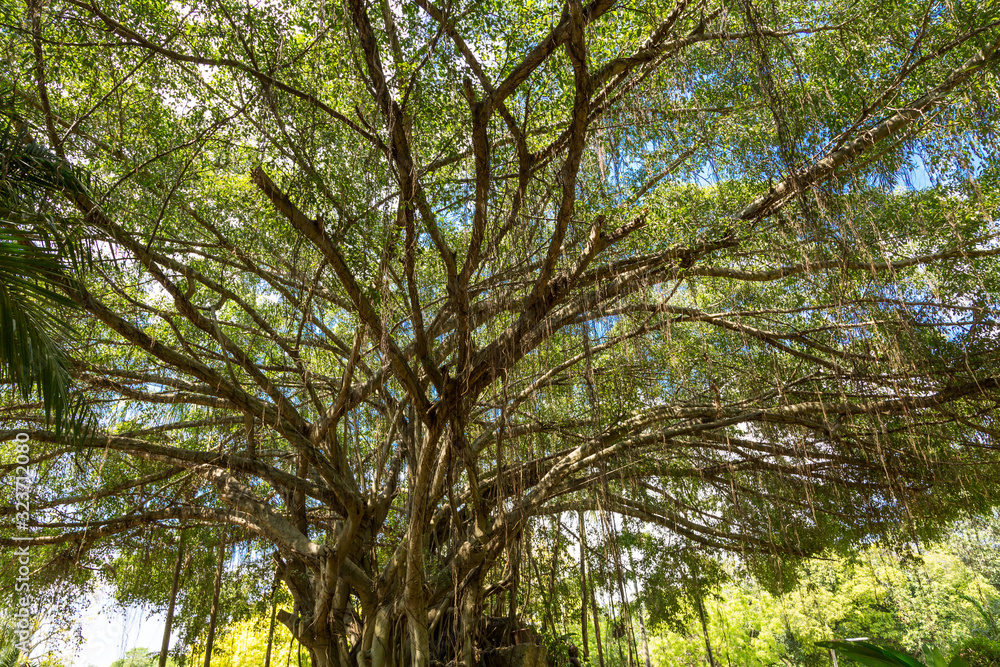 Obraz premium Sylvan Forest with sun ray