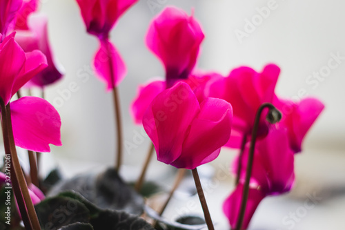 Cyclamen flowers in a homey flowerpot, pink, purple, and white. © yosefhay