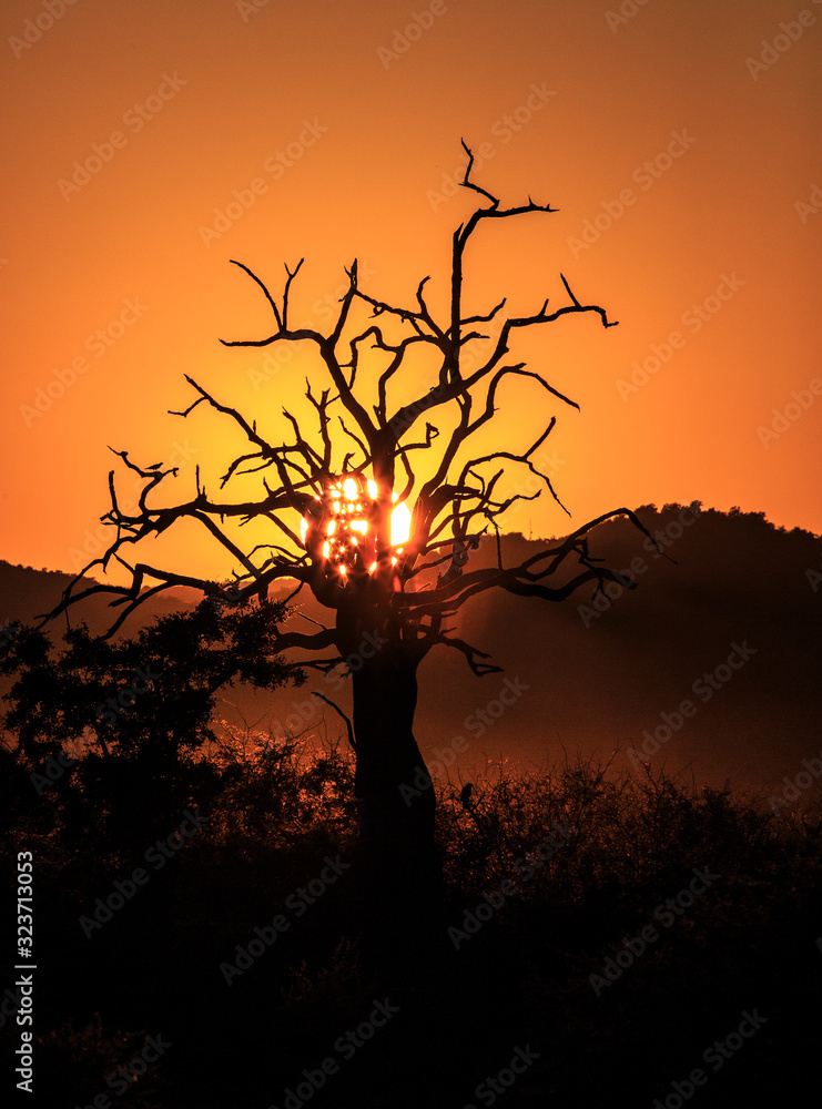 Dead tree sihoutted by the morning sun Dead tree sihoutted by the morning sun