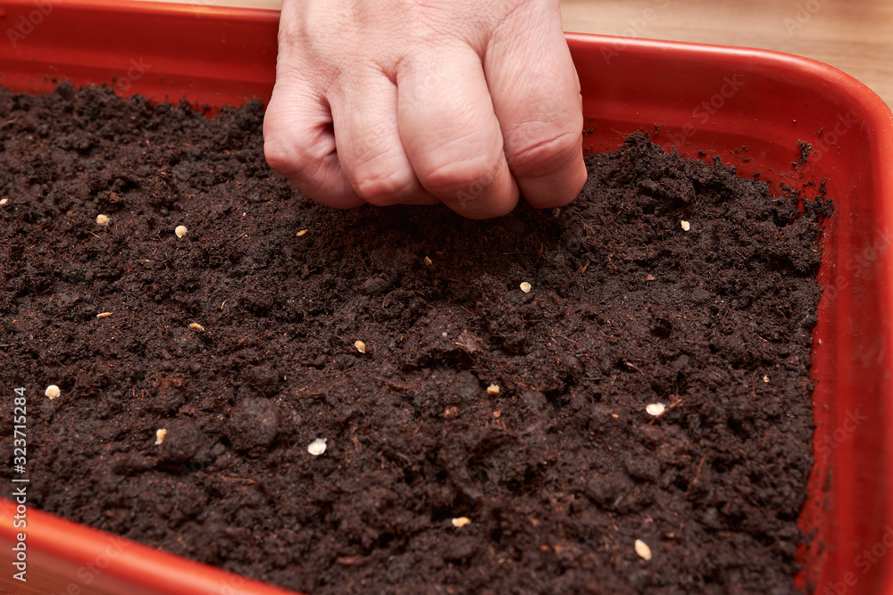 Seeds of plants and flowers in a plastic box container for seedlings with woman's hand. Seeds prepared for planting in the ground. Seeds of tomato and pepper close up. plant growing Seeds of plants and flowers in a plastic box container for seedlings with woman's hand. Seeds prepared for planting in the ground. Seeds of tomato and pepper close up. plant growing