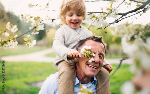 Fotografia Senior grandfather with toddler grandson standing in nature in spring