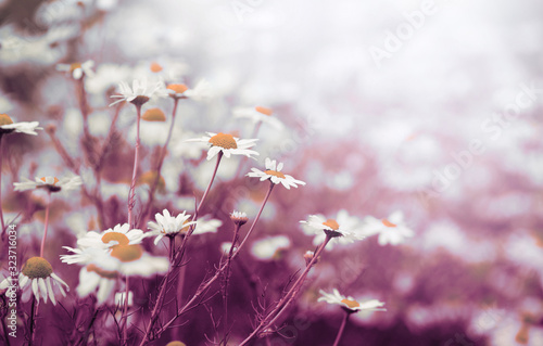 Chamomile daisy flower in nature soft blur background.