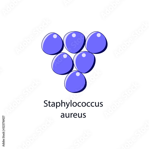 Staphylococcus aureus. Bacterial microorganism. Vector illustration isolated on white.