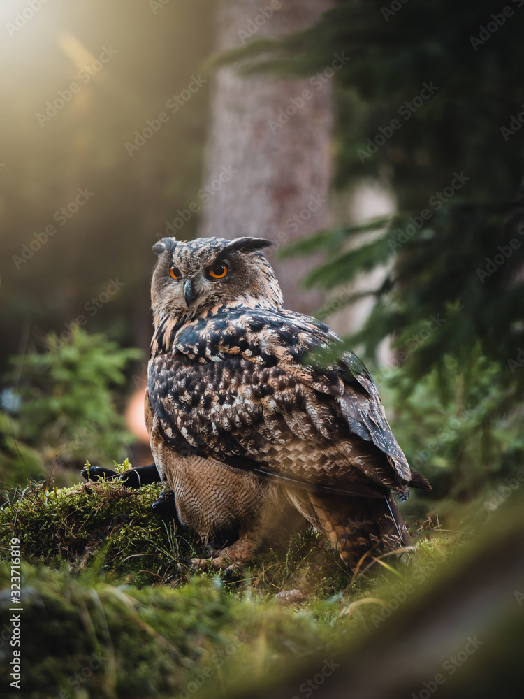 Eurasian eagle-owl (Bubo Bubo) in colorful autumn forest. Eurasian eagle owl sitting on tree. Owl in colorful autumn forest. Green foreground. Eurasian eagle-owl (Bubo Bubo) in colorful autumn forest. Eurasian eagle owl sitting on tree. Owl in colorful autumn forest. Green foreground.