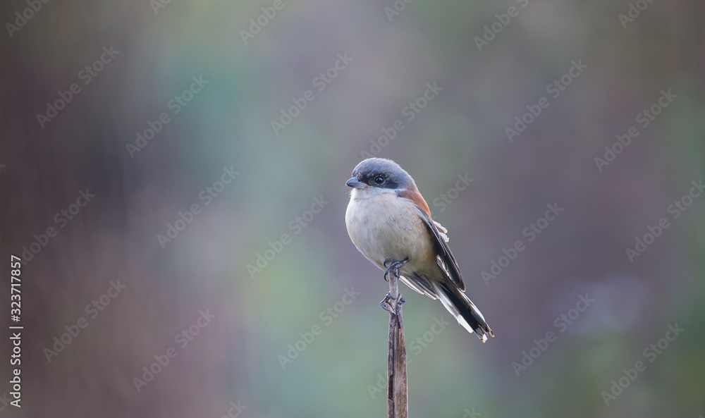 Obraz premium Burmese Shrike on branch In the morning atmosphere.