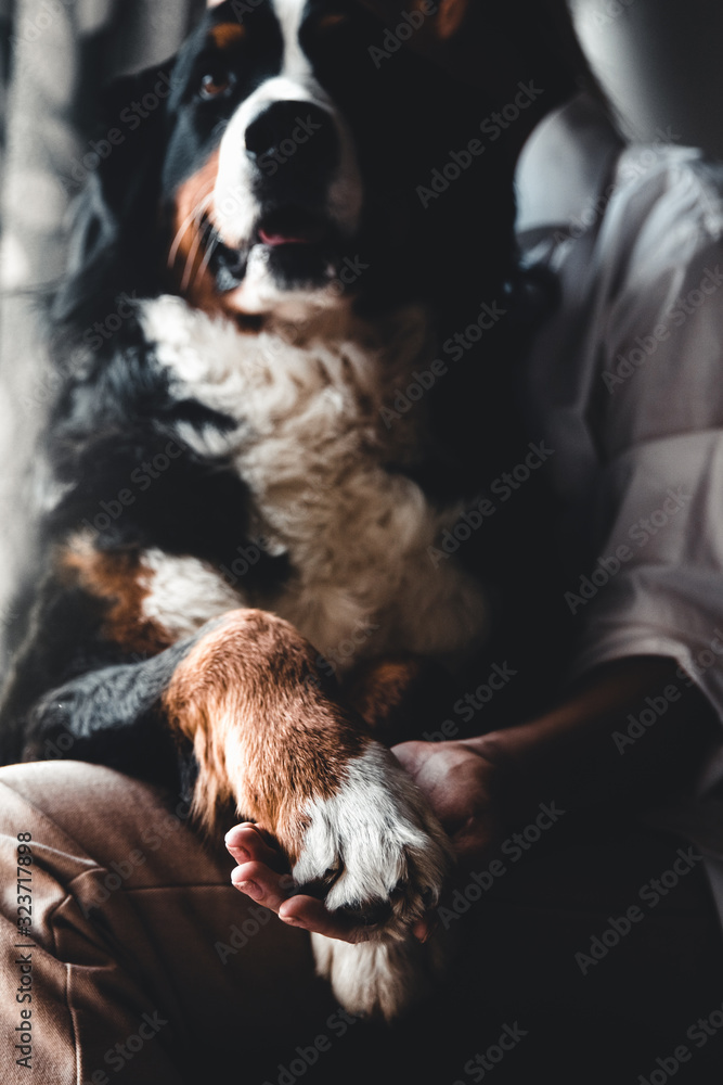 Young beautiful woman hugging her pet - dog at home. Close up portrait. Bernese Mountain Dog Young beautiful woman hugging her pet - dog at home. Close up portrait. Bernese Mountain Dog
