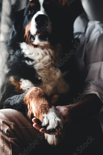 Young beautiful woman hugging her pet - dog at home. Close up portrait. Bernese Mountain Dog