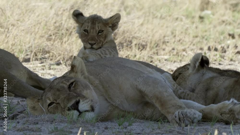Lion Family In The Etosha National Park Lion Family In The Etosha National Park