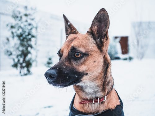 Dog portrait on snowy background. Brown dog on snow. Dog on first snow.