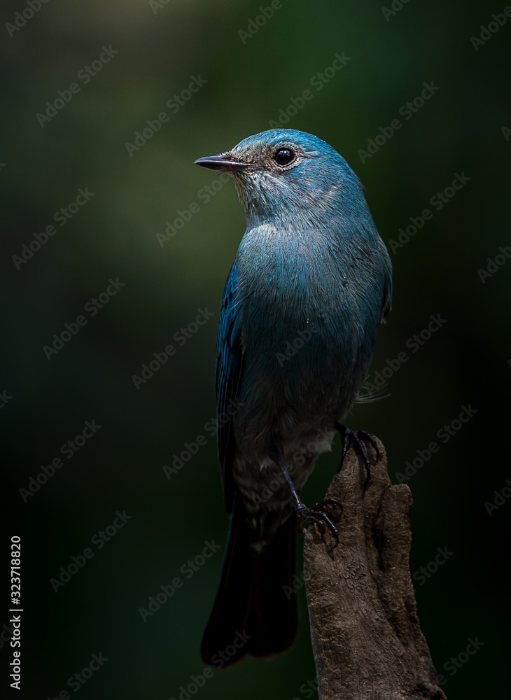 Naklejka premium Photographing birds in artistic nature ( Verditer Flycatcher)