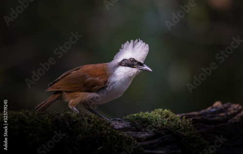Photographing birds in artistic nature (White-crested Laughing Thrush)