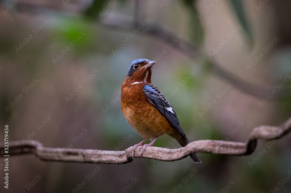 White-throated Rock Thrush (Monticola gularis) on branch tree in forest of Thailand. White-throated Rock Thrush (Monticola gularis) on branch tree in forest of Thailand.