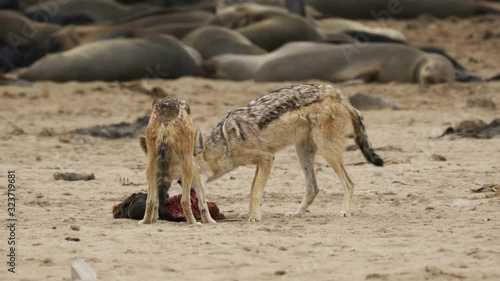 Jackal(s) Ripping Of A Seal Baby At The Cape Cross Seal Reserve, Namibia photo