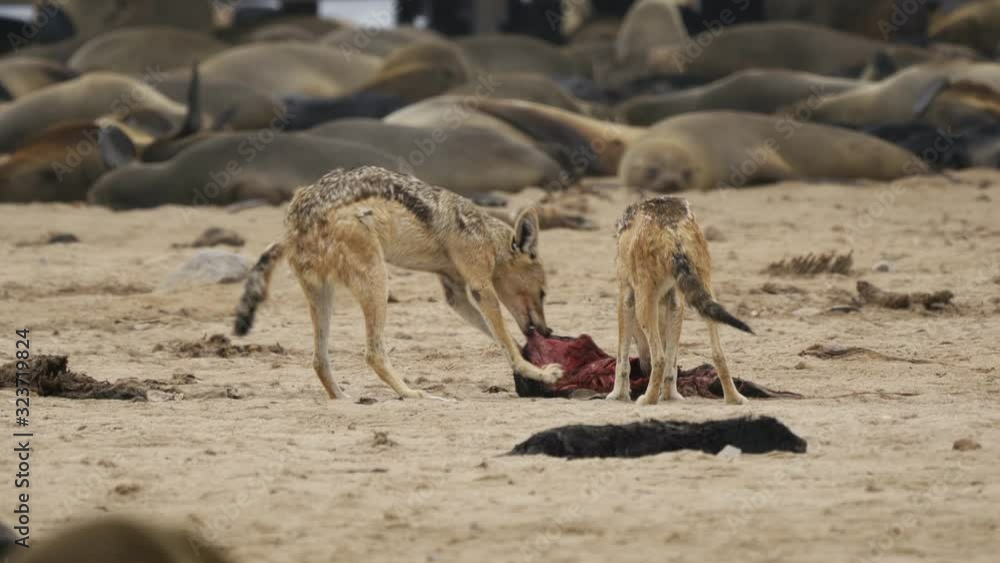 Jackal(s) Ripping Of A Seal Baby At The Cape Cross Seal Reserve, Namibia Jackal(s) Ripping Of A Seal Baby At The Cape Cross Seal Reserve, Namibia