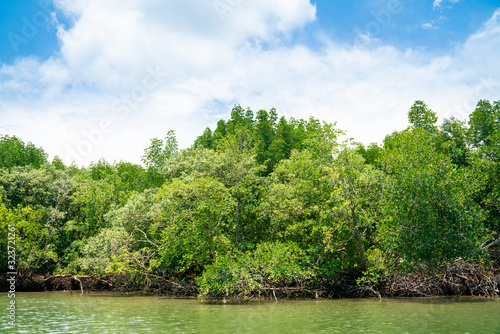 Mangrove green tropical tree forest on island against blue sky with cloud nature environments