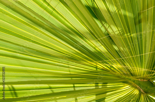 Leaf of young palm tree. Closeup of a green palm leaf  viewed from below. Green background texture of palm leaf. Model for wallpaper or desktop design. Tropical leaves. Fresh green natural wallpaper.