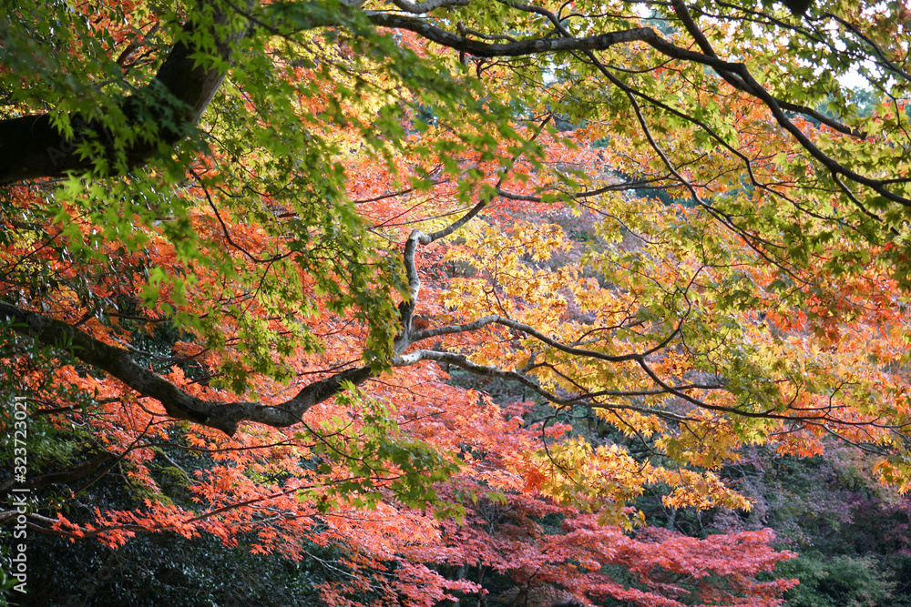 秋の気配漂う日本庭園