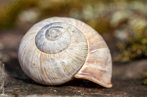 Close up of an empty shell from a garden snail