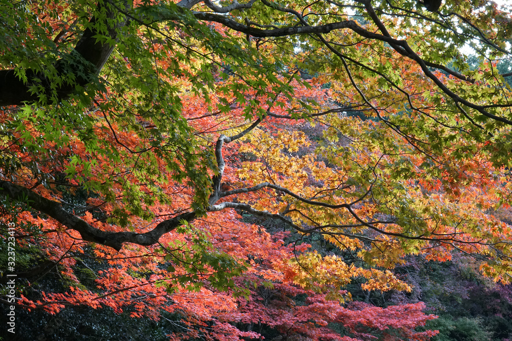 秋の気配漂う日本庭園