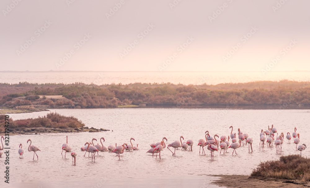 Group of flamingos walking in the same direction at Ebro Delta Natural Park. African birds. The greater flamingo or Phoenicopterus roseus is the most widespread and largest species of the flamingo