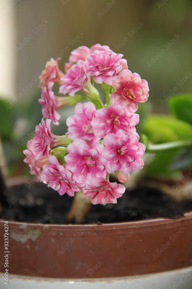 Pink kalanchoe flower home plant