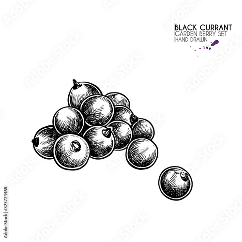 Hand drawn black currant branch, leaf and berry. Engraved vector illustration. Blackberry agriculture plant. Summer harvest, jam or mamalade vegan ingredient. Menu, package, cosmetic and food design.