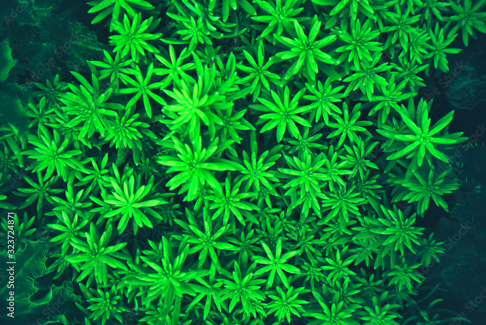 abstract green leaves tropical texture pattern natural background wallpaper, Nature greenery concept. abstract green leaves tropical texture pattern natural background wallpaper, Nature greenery concept.