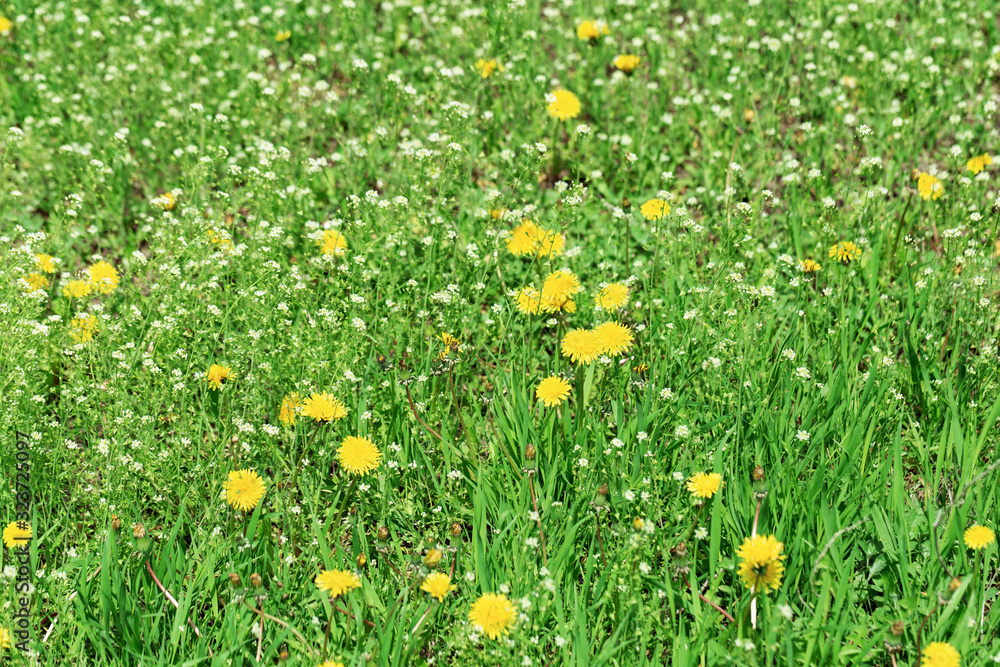 Meadow grass, green spring lawn with bright yellow blowballs and white wild flowers. Flowery background.