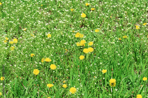 Meadow grass, green spring lawn with bright yellow blowballs and white wild flowers. Flowery background. © yrabota