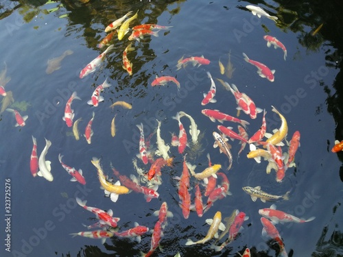 Koi fishes in the pond