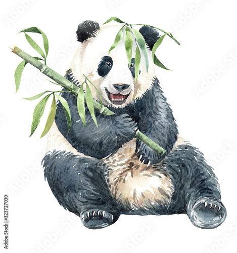 Watercolor Panda with Bamboo paint for Baby shower, POD, Mother's day, Panda digital file Panda watercolor layer path, clipping path isolated on white background.