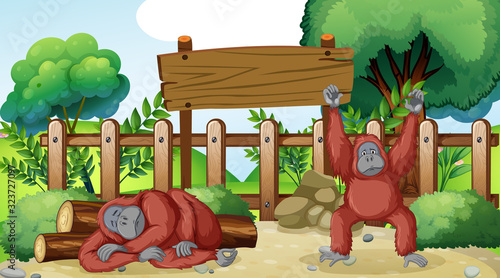 Scene with two chimpanzees in the zoo