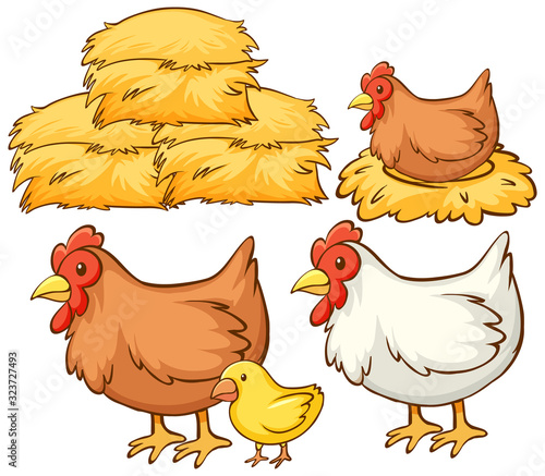 Isolated picture of chickens and hay
