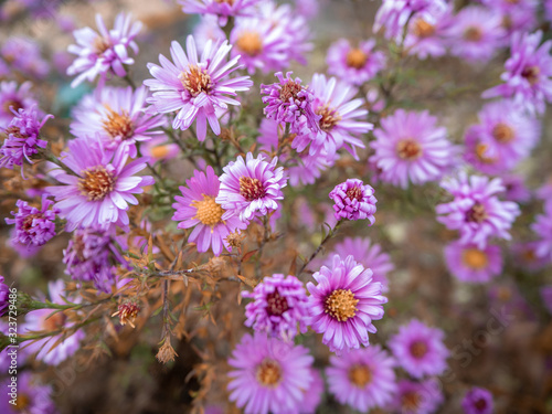 pink semi-dry flowers grow in the deep cold autumn close-up