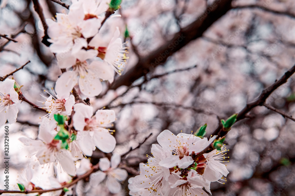 tender blooming in spring, young leaves, warming on a sunny day. beautiful young apricot flower on a green branch in the garden, close-up tender blooming in spring, young leaves, warming on a sunny day. beautiful young apricot flower on a green branch in the garden, close-up