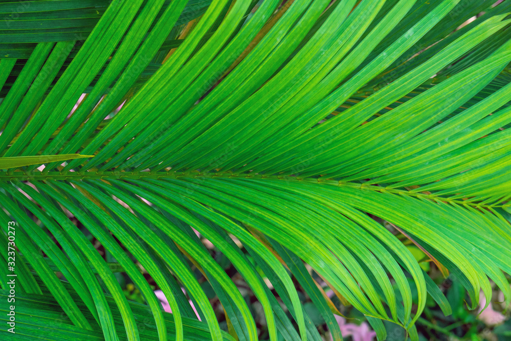 Obraz premium Palm tree branches detail viewed from above