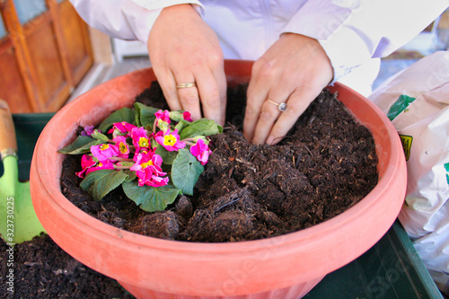 Woman Gardener planting flower in pot