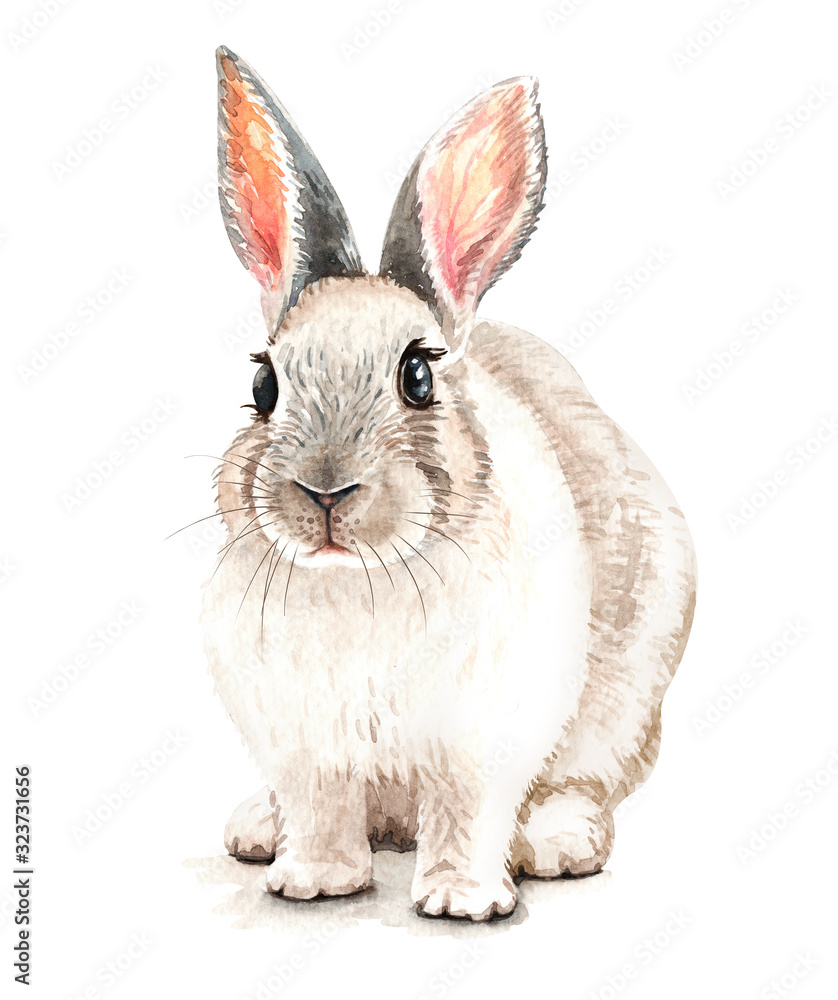 Obraz premium Watercolor Rabbit, Rabbit sitting layer path for Baby Shower, Print on Demand, Rabbit paint isolated on white background. This has clipping path.